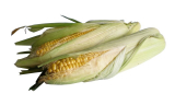 raw corn